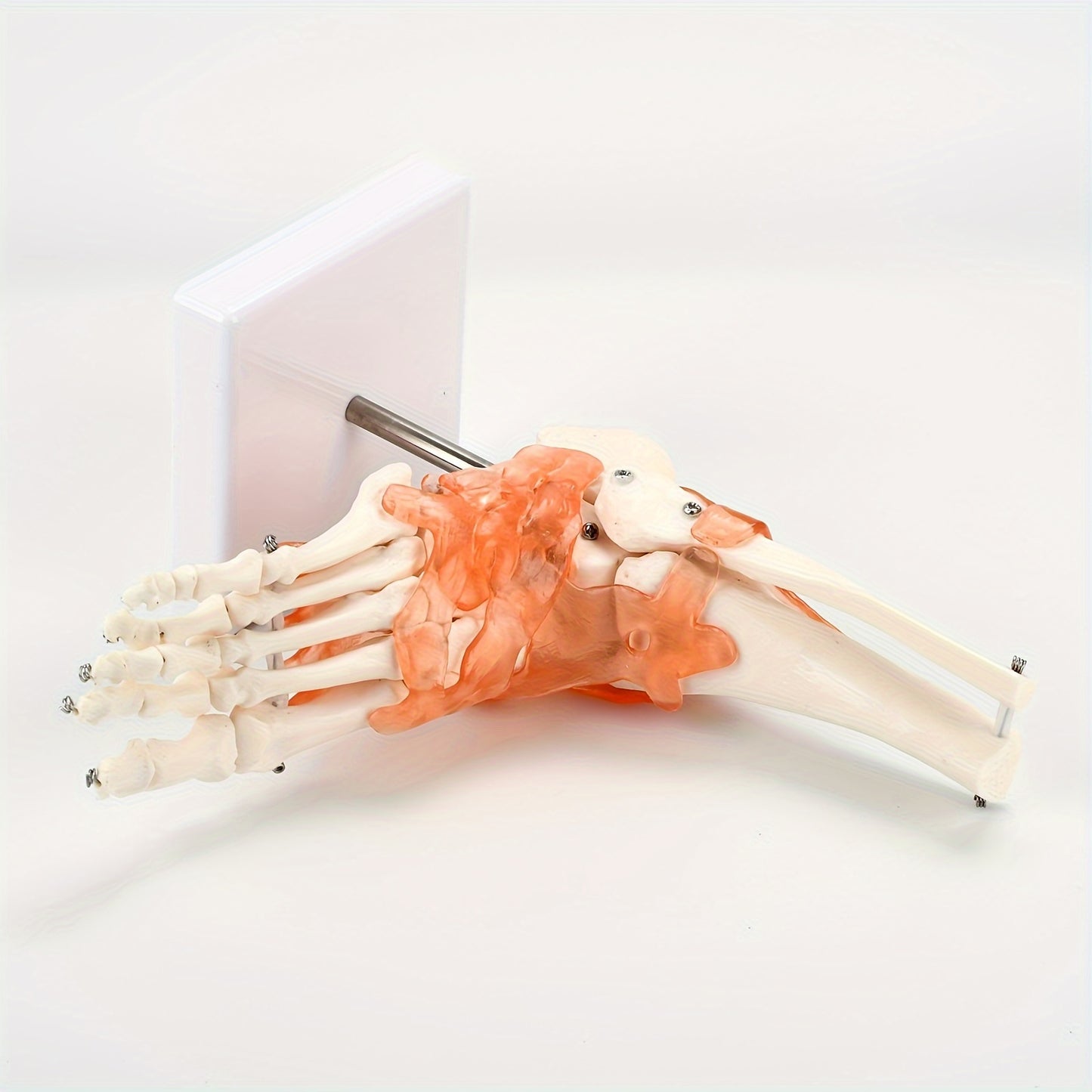 1pc Plastic Human Ankle Joint Model with Ligaments - 1:1 Scale, Chinese Medical Teaching Tool.