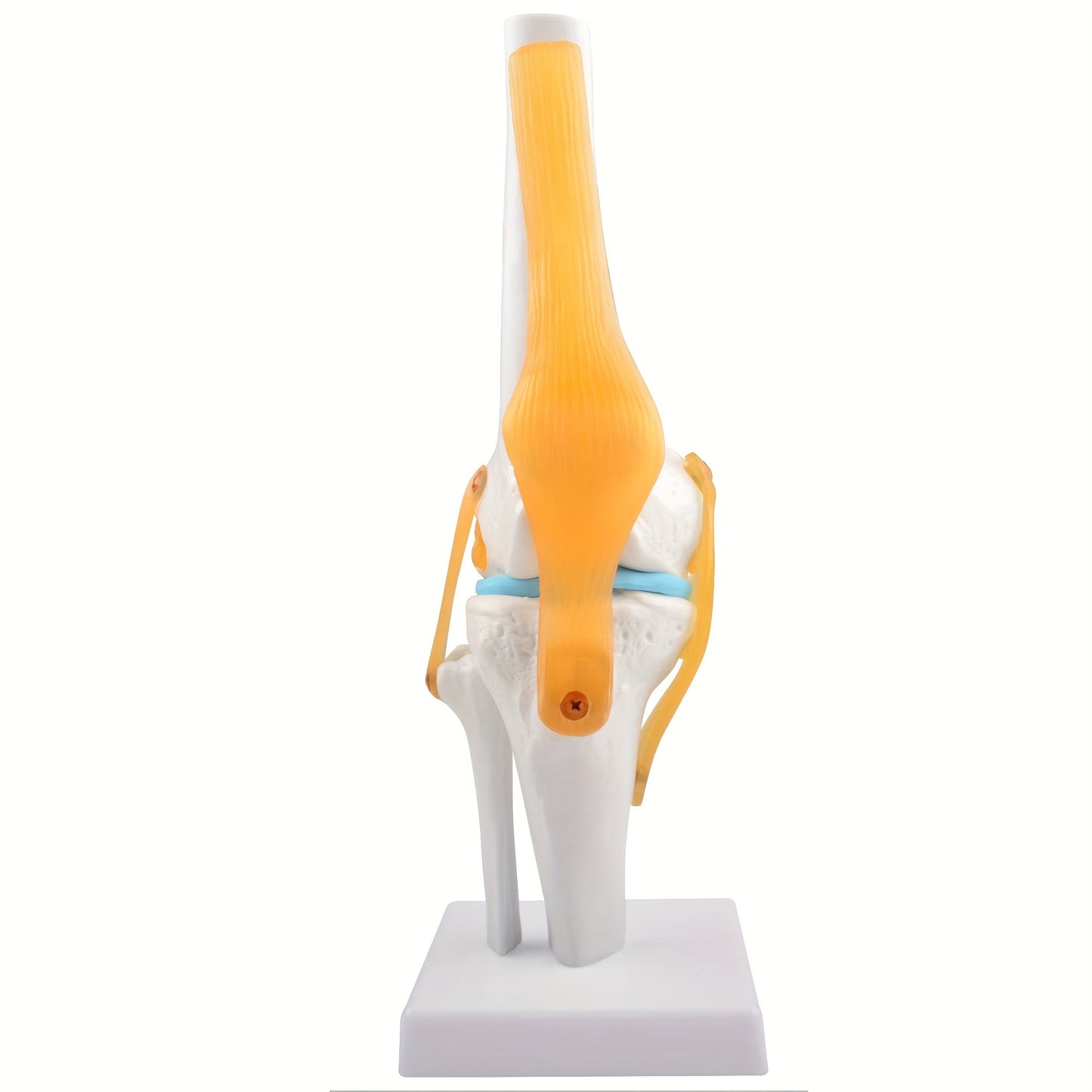 Life size, lightweight knee joint model with ligaments for anatomy education and patient understanding.