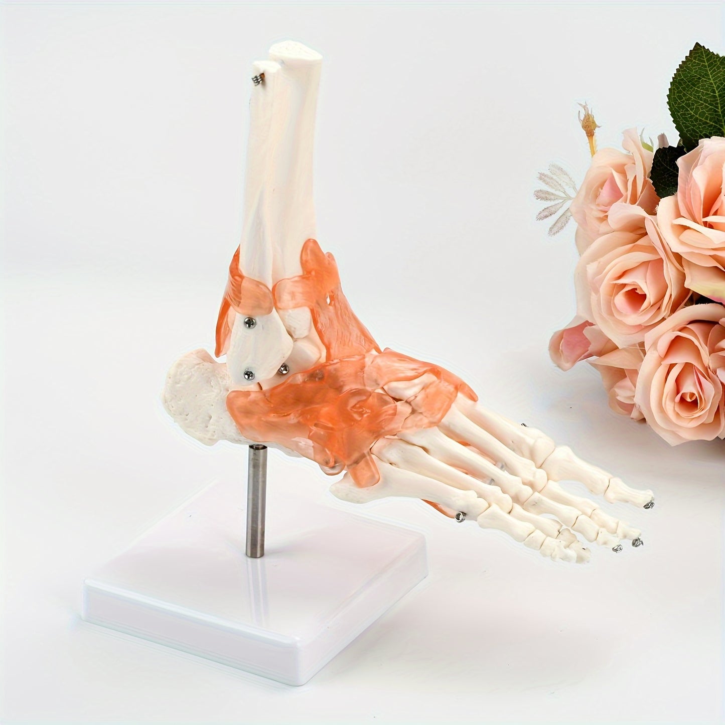 1pc Plastic Human Ankle Joint Model with Ligaments - 1:1 Scale, Chinese Medical Teaching Tool.