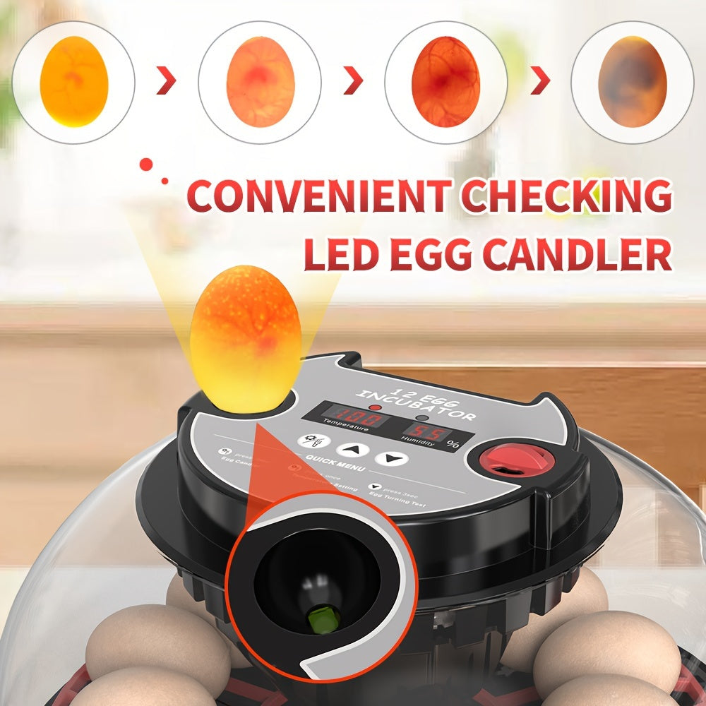 Package includes fully automatic incubator for 12 eggs with turning and humidity control, ideal for hatching various bird eggs at home.