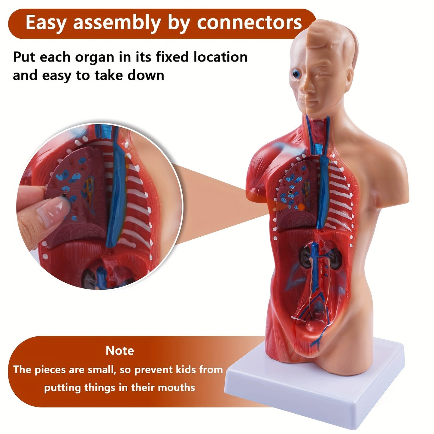 Human anatomy model with detachable organs, 26.67cm tall. Made of durable PVC material. Perfect for medical students and educational displays.