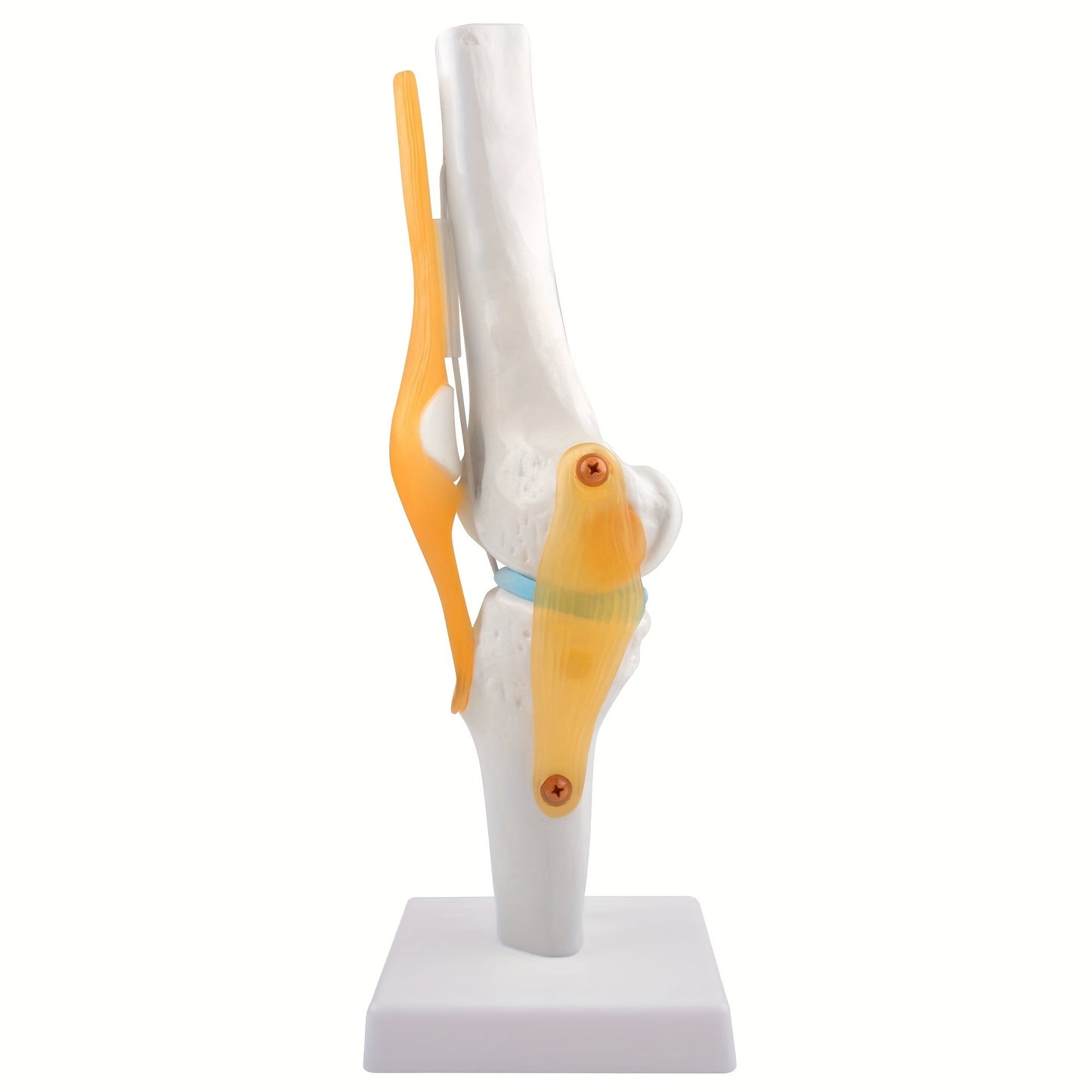 Life size, lightweight knee joint model with ligaments for anatomy education and patient understanding.