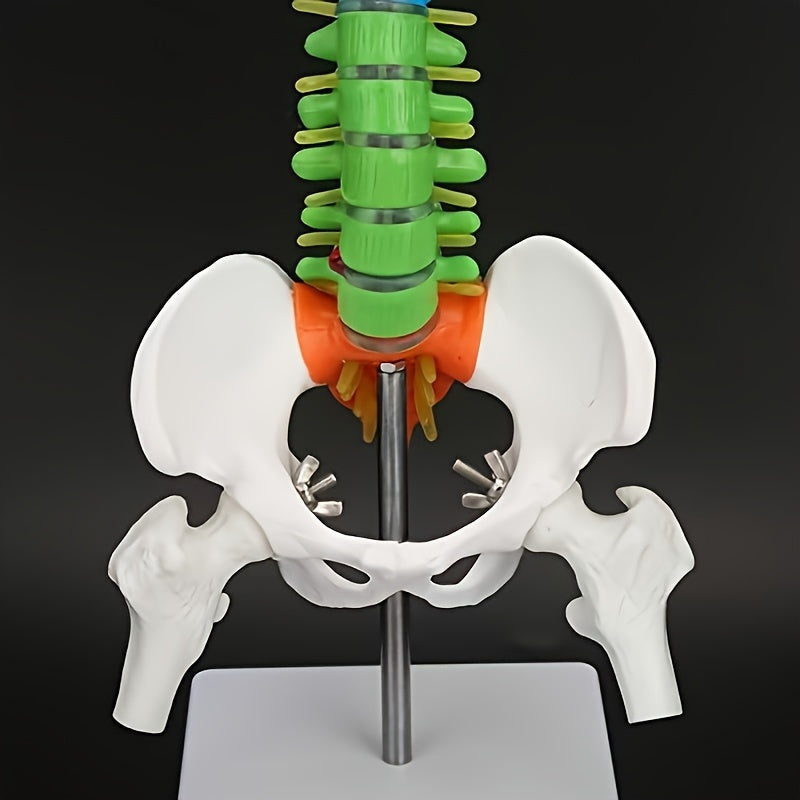 Full-size colored spinal model made of flexible PVC for medical and art studies.