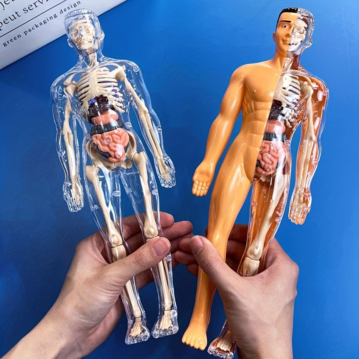 Educational human anatomy model kit with clear plastic skeleton and detachable organs. Includes English language instructions for science classroom use.