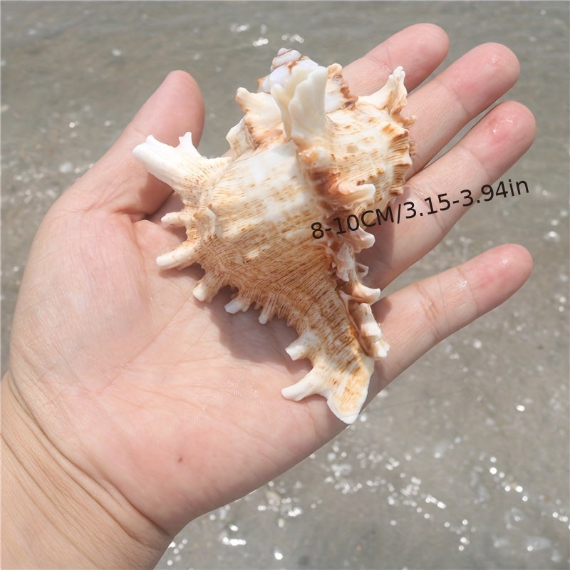 Mediterranean-inspired conch shell decor for aquariums - charming ornaments for fish tanks, ideal for landscaping and snail habitats.