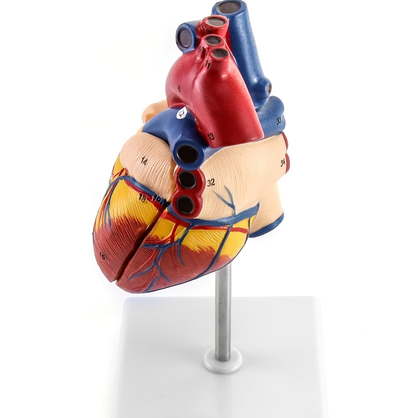 Anatomically accurate human heart model with 34 structures, real size.