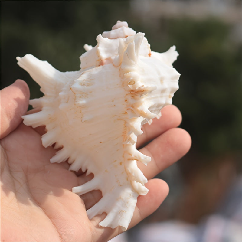 Mediterranean style small aquarium ornament made from natural conch shell and snail chrysanthemum design; Thousand-Handed Snail Chrysanthemum Snail Conch Shell Aquarium Decoration