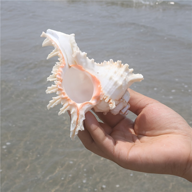 Mediterranean style small aquarium ornament made from natural conch shell and snail chrysanthemum design; Thousand-Handed Snail Chrysanthemum Snail Conch Shell Aquarium Decoration