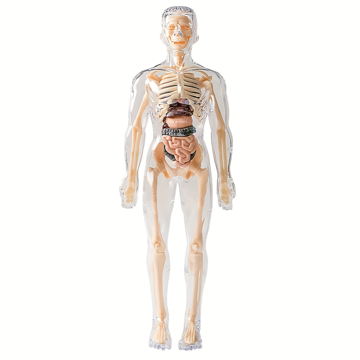 Educational human anatomy model kit with clear plastic skeleton and detachable organs. Includes English language instructions for science classroom use.