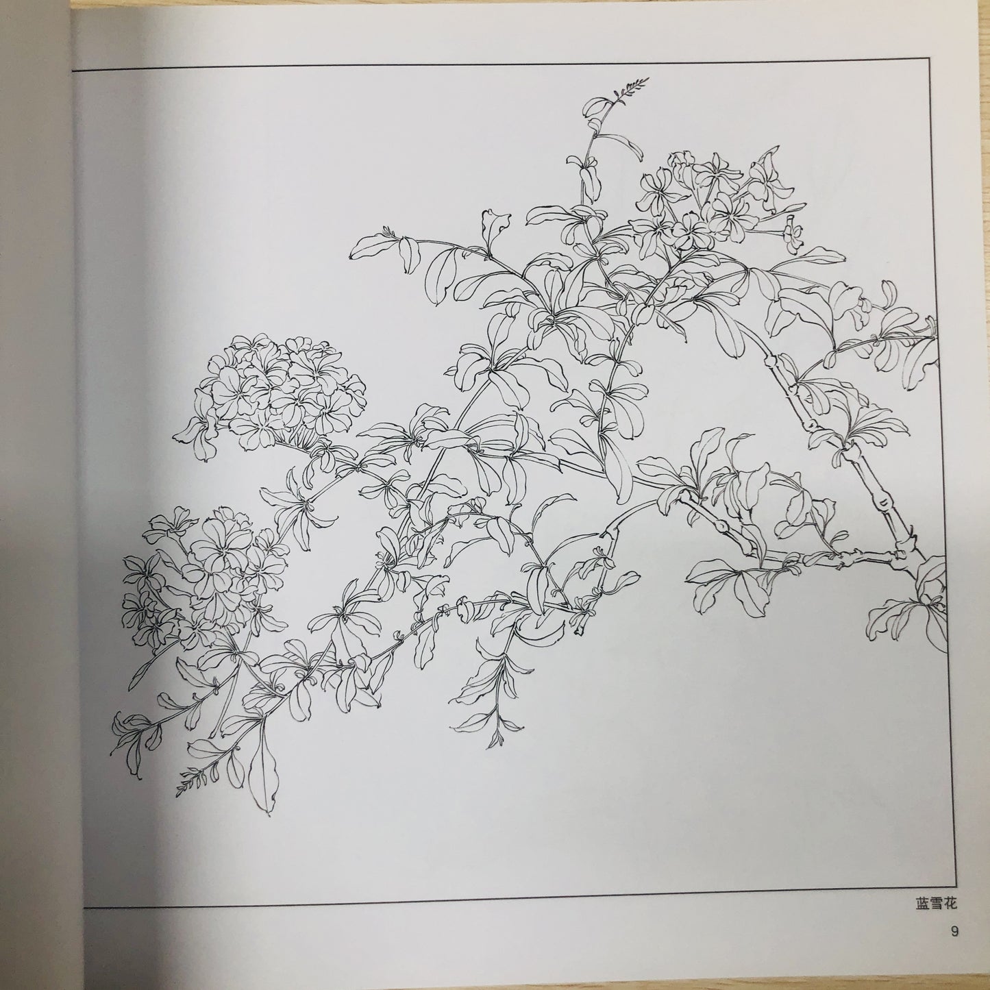 Chinese Painting Techniques Series featuring Fresh Flowers, Practical White Sketch Drafts, Calligraphy and Painting, Still Life, Art & Photography. Beginner's Guide in Simplified Chinese