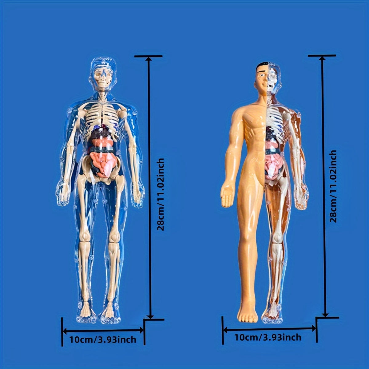 Educational human anatomy model kit with clear plastic skeleton and detachable organs. Includes English language instructions for science classroom use.