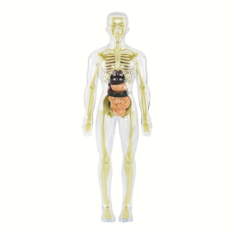 30pc Human Anatomy Model Set - Removable Skeleton and Torso - STEM Kit for Teens - Medical Teaching Model Kit with Organs - Learning Tool for Science Demonstrations.