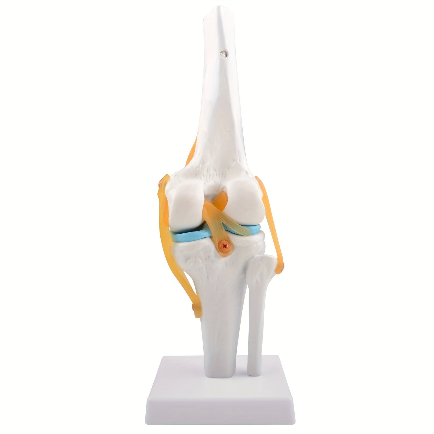 Life size, lightweight knee joint model with ligaments for anatomy education and patient understanding.