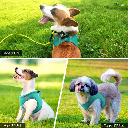 Joytale Reflective Dog Harness and Leash Set for small to medium breeds. Comfortable mesh vest with padded nylon lead, dual D-ring, poop bag dispenser.