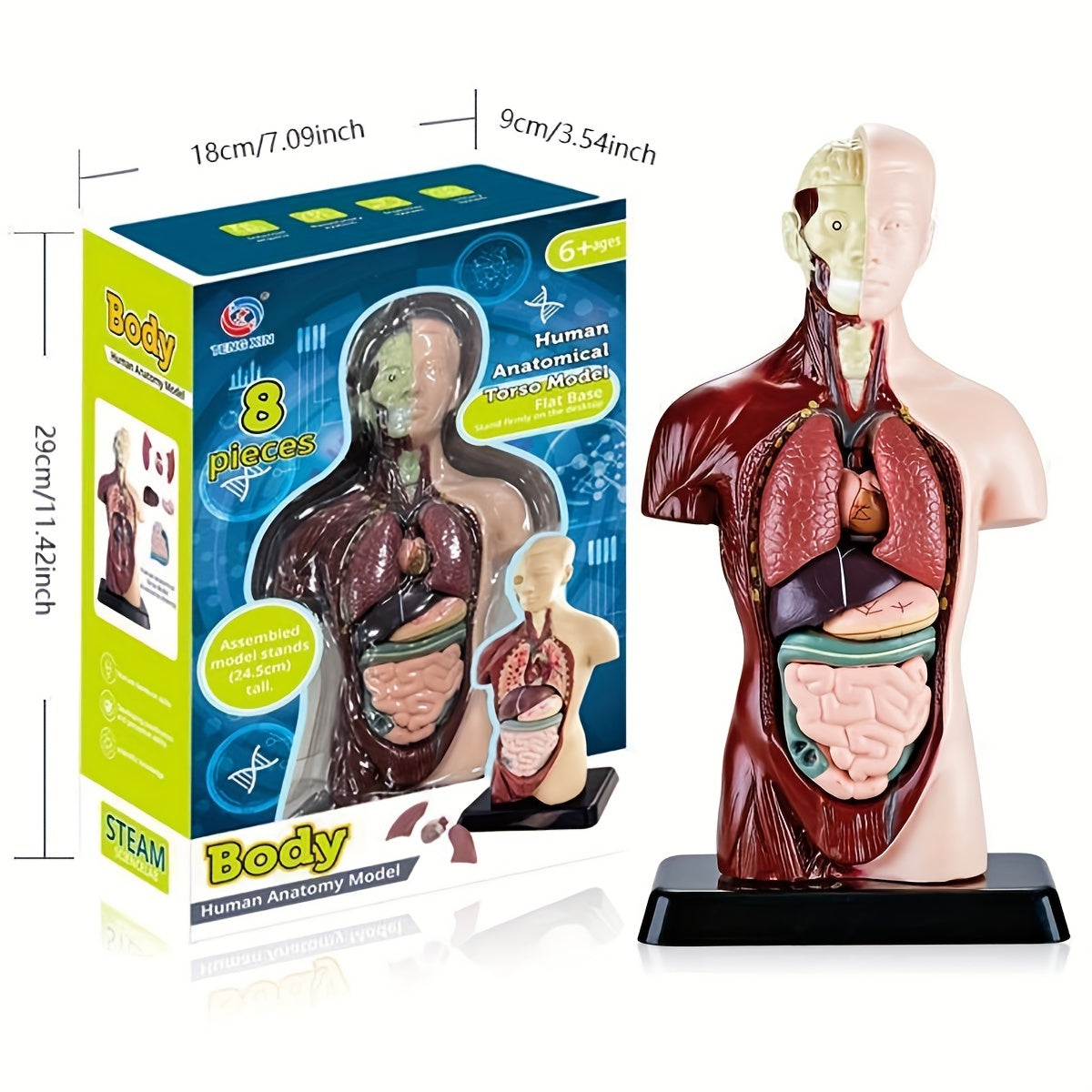 Skeleton model kit for STEM education and anatomy learning with organ assembly bone construction.