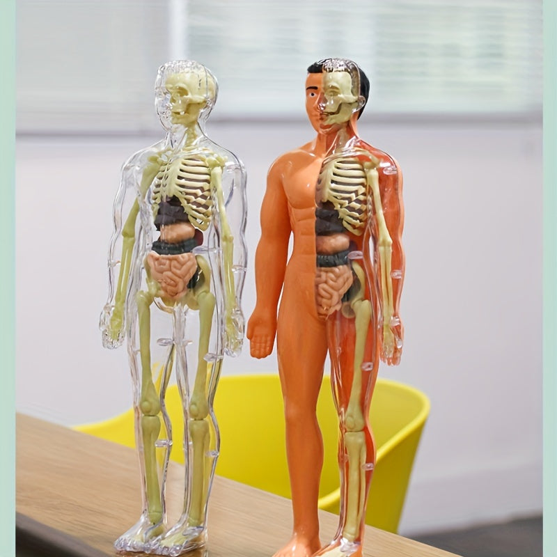 Children's 30-piece human anatomy model set with removable skeleton and torso. Educational STEM toy for kids and teens. Plastic anatomy kit is 27.94cm tall.