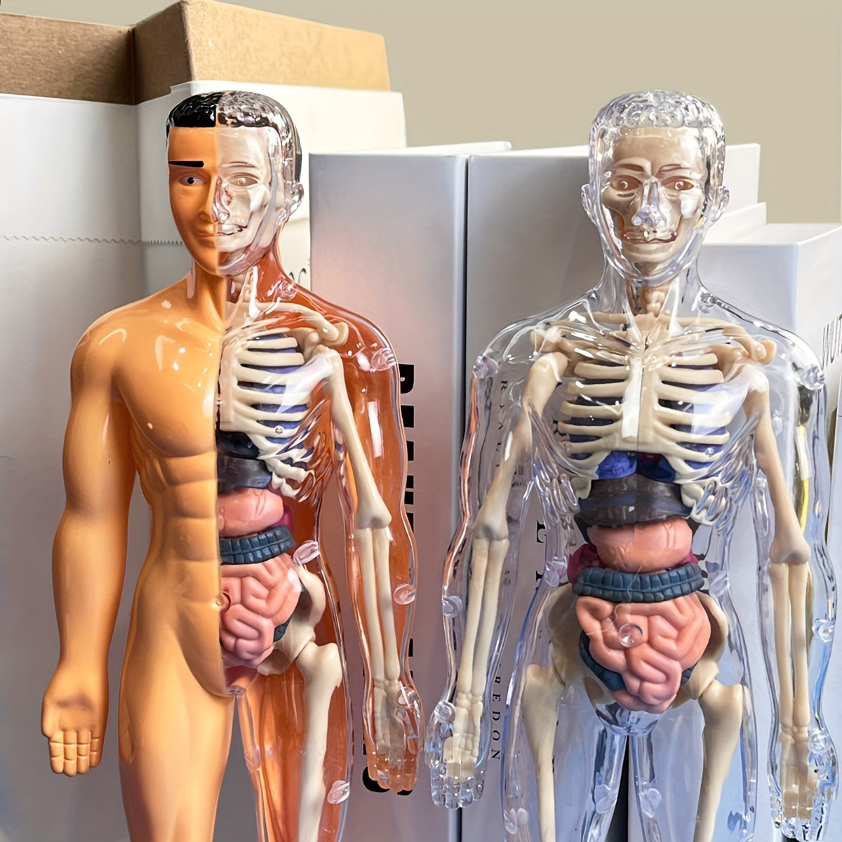 Educational human anatomy model kit with clear plastic skeleton and detachable organs. Includes English language instructions for science classroom use.