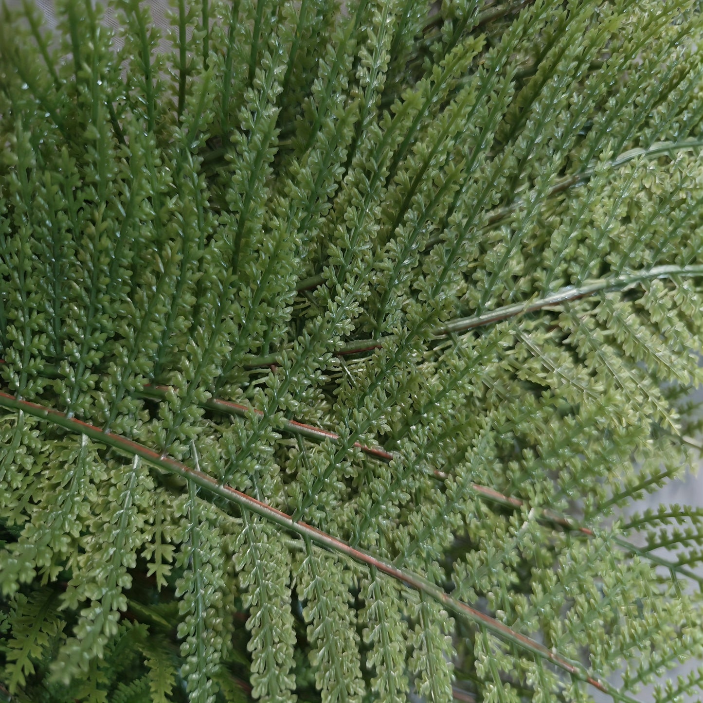 12/24 branches with soft material leaves